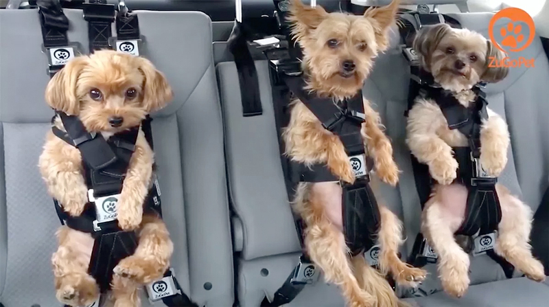 愛犬と安心ドライブ？ 万が一の安全を守る犬用シートベルト「The Rocketeer Pack」って知ってた？ | FUNNYDAYS！