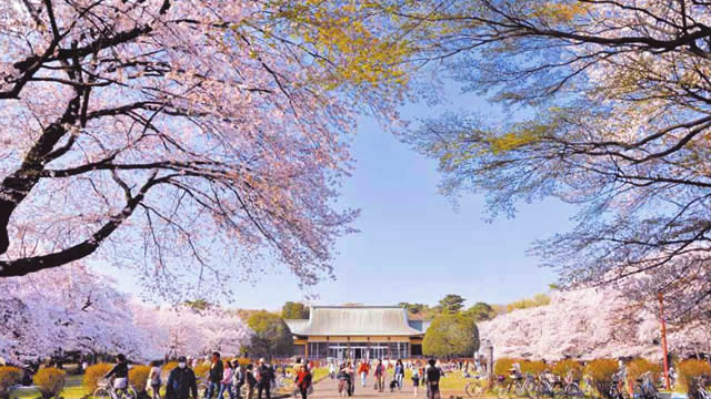 小金井公園でお花見 桜祭り 19年3月30 31日開催 夜桜ライトアップも Funnydays グルメ情報 イベント情報など